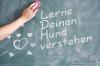 Traumjob Hundetrainer/ Tierpsychologe?