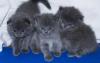 Scottish Fold /  Straight  BKH 