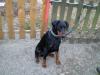 dobermann deckrüde