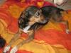 Silla,  ca. 2, 5 Jahre,  kastriert,  sucht Geborgenheit