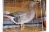 Elsässer Gänse grau BR09,  top Zuchttiere mit Bewertung