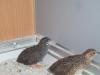 Chinesische Zwergwachteln Coturnix chinensis chinensis