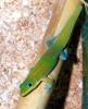Goldstaubtaggecko Phelsuma laticauda laticauda