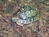 Pantherschildkröte Stigmochelys (Geochelone) pardalis