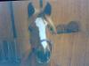suche Reitbeteiligung für mein Deutsches Reitpony!! Dringend!!
