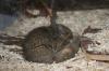 junge Degus