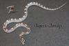 Superangebote des Monats November Kornnatter Pantherophis guttatus _ _ _ _ _ _ _ _ 