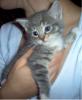 Maine Coone/ Rusisch Blau Kitten abzugeben  