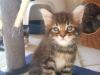 super maine coon babys