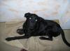 labrador-schäferhund mix zu verkaufen