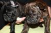 französische bulldogge