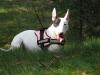 Little-Bandits Miniatur Bullterrier