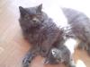 Wunderschöner,  blauer Perserdeckkater sucht Partnerin 