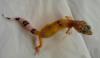 Leopardgeckos *HYPO*