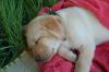 süße Labrador Welpen zu verkaufen