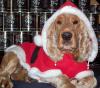 Pet-fit,  die chemiefreie Tiernahrung!
