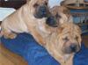 Süße braune Shar-Pei Welpen (3 Rüden)