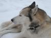 suche ein husky weibchen für meinen husky mex!