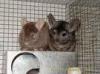 habe aus h bbyzucht noch chinchilla paar günstig abzugen