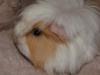 Viele Not Meerschweinchen