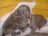 blaue Doggenwelpen mit Papiere 