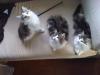 norwegische Waldkatze 3Kitten zu verkaufen