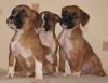 Boxer welpen