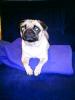 Mops Mädchen 1, 5 Jahre