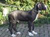 Deutsche Doggen Welpen schwarz