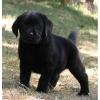 schöne Labrador Welpen