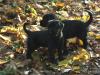 Riesenschnauzermädchen
