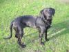 Rhodesian Ridgeback Labradormix sucht schnell neues Zuhause, 100% verträglich, lie