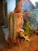 Bartagame und Terrarium + Zubehör für € 390, -