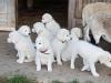 Maremmano Abruzzese Herdenschutzhund