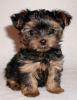 4 süße Yorkshire Terrier Welpen suchen ein liebevolles Zuhause