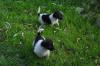 6 aufgweckte Foxterrier-Mischlingswelpen suchen liebevolles zu Hause