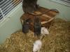 hallo habe meine 6 ratten ab zu geben
