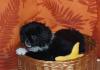 kleiner Welpe sucht liebe Mami zum kuscheln