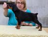 Dobermann,  schwarze und braune Welpen mit Ahnentafel (FCI)