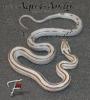 0, 1 superSuperangebote des Monats November Kornnatter Pantherophis guttatus _ _ _ _ 
