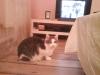 suche neues Zuhause für meine Katze