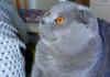 Scottish Fold Deckkater