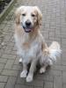 golden retriever rüde abzugeben 