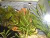 schwarze Platys und Black Mollys abzugeben