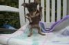 russischer mini toy terrier welpe