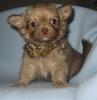 Chihuahua -Welpen aus seriöser,  deutscher Zucht