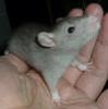Farbrattenbabys bei Wilmania Kölner Ratten