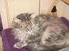 Maine Coon Dame 2, 5 Jahre blue-creme
