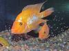 Amphilophus (Cichlasoma) citrinellum orange,  Jungtiere günstig abzugeben...