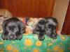 hübsche,  schwarze  Labradorwelpen zu verkaufen